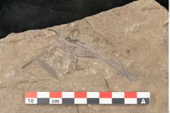 Foto (Detailansicht) von Walchia piniformis Sternbg. (NHMW-GEO-2024-0188-11124)